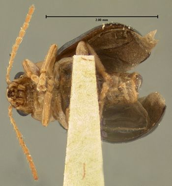 Media type: image;   Entomology 33889 Aspect: habitus ventral view